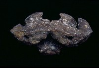 藏品(牛頭枕髁部分)的圖片